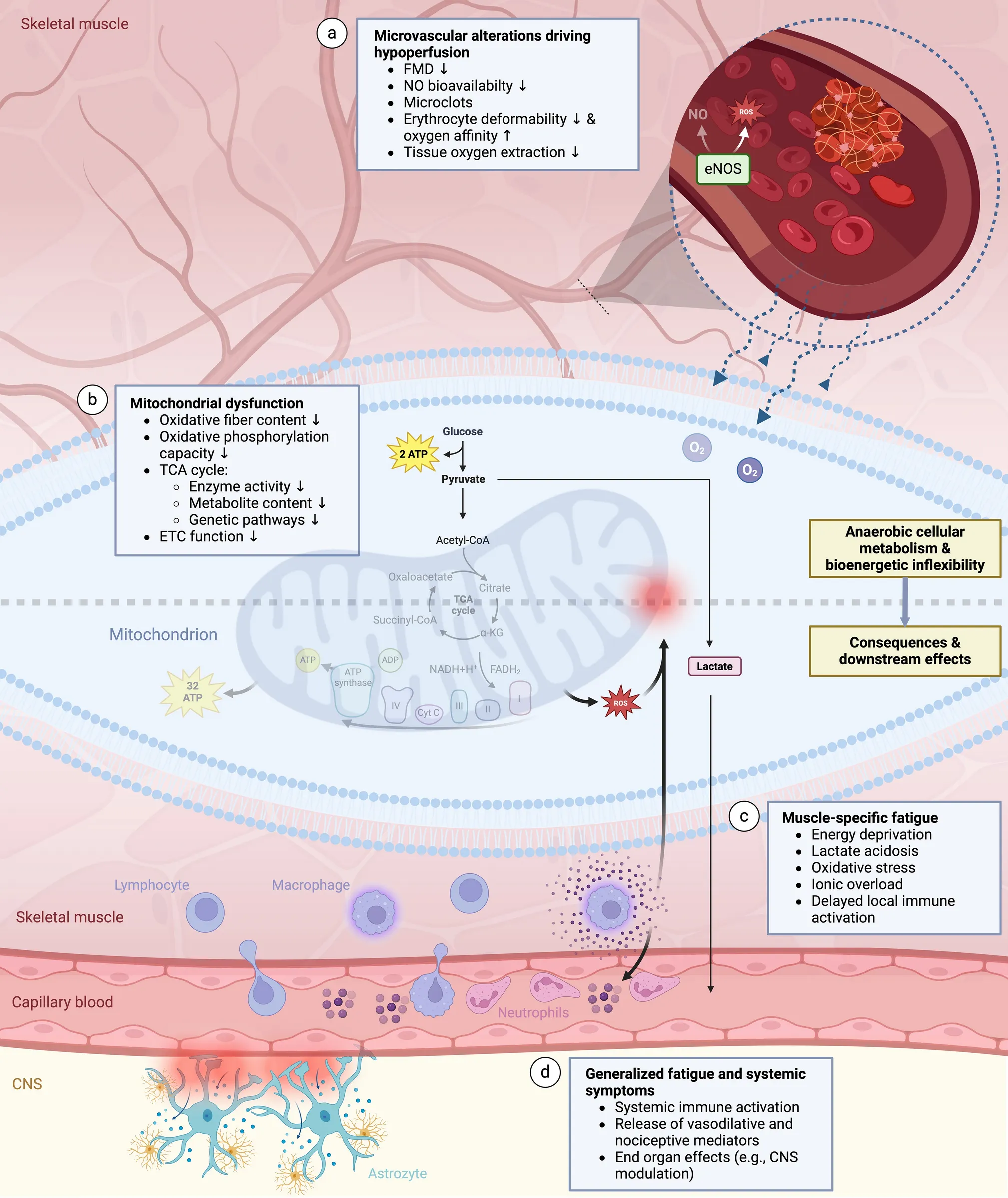 Featured image of Our Recent Paper Unveils Breakthrough Insights into Fatigue Symptoms in Post-COVID Syndrome and ME/CFS