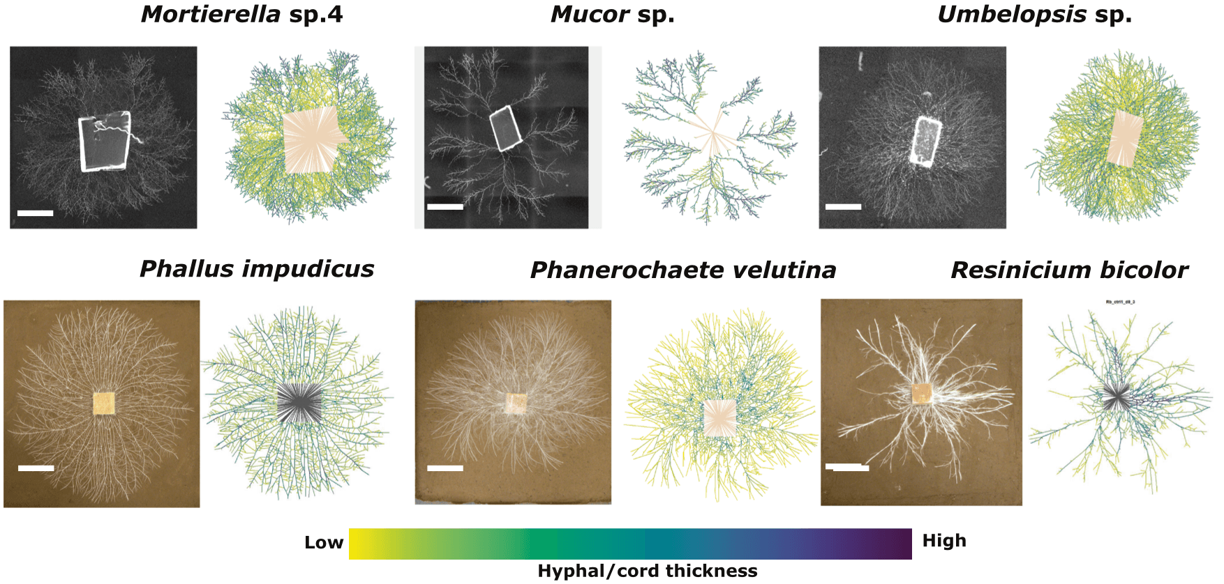 Different species of hyphal growing fungi