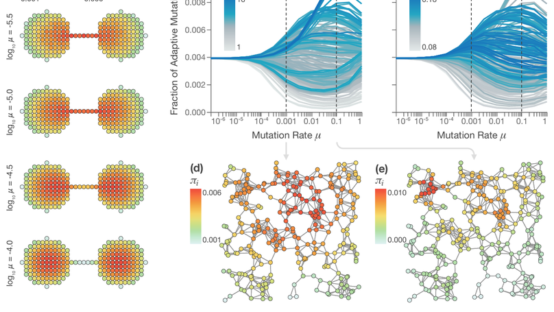How Network Structure Shapes Evolutionary Dynamics