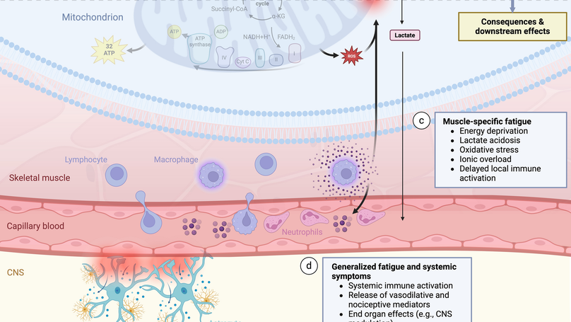 Our Recent Paper Unveils Breakthrough Insights into Fatigue Symptoms in Post-COVID Syndrome and ME/CFS