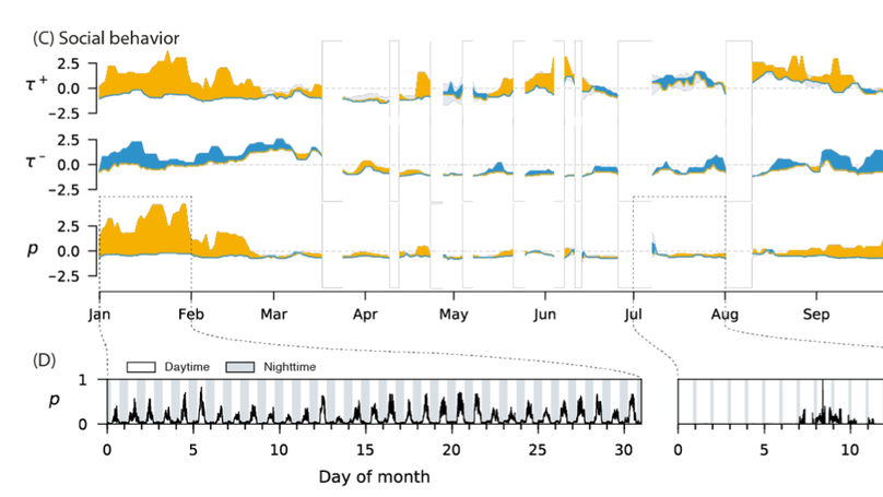 New preprint: Rhythm of relationships in a social fish over the course of a full year in the wild