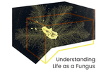 Understanding Life as a Fungus