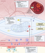 Towards an understanding of physical activity-induced post-exertional malaise: Insights into microvascular alterations and immunometabolic interactions in post-COVID condition and myalgic encephalomyelitis/chronic fatigue syndrome